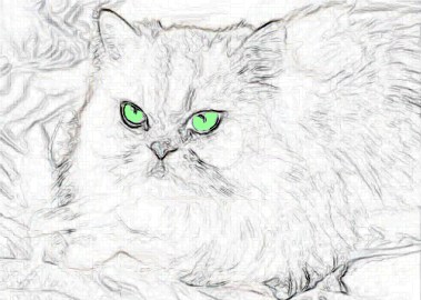 Persian Cat (4)